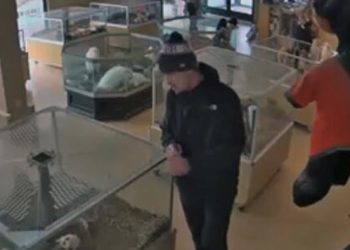 WATCH: Thieves Fake Seizure to Steal Puppies from Centennial Pet Store